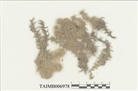 藏品(五列泥炭苔)的圖片